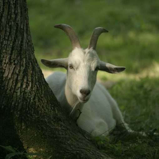 Two Buff geese in close-up, heritage breed descended from wild Greylag Goose Saanen heritage goat resting in pasture grass beside tree in natural landscape setting
