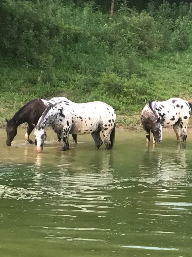 Celestial Horses in Natural Water Source - Regenerative Landscape Management Three Celestial spotted horses standing in pond with natural landscape surroundings