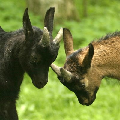 Oberhasli Heritage Goats - Preserving Rare Livestock Breeds Two Oberhasli heritage breed goat kids facing each other in playful head-butting stance