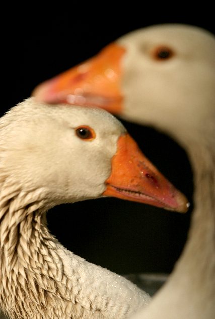 Buff Geese - Heritage Breed Preserving Greylag Genetics Two Buff geese in close-up, heritage breed descended from wild Greylag Goose