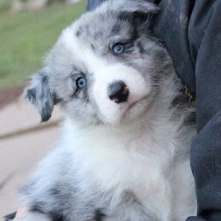 Scottish Hill Collie - Ancestral Heritage Breed of Working Dogs Scottish Hill Collie heritage breed dog being held, ancestral foundation from which Border Collies descend